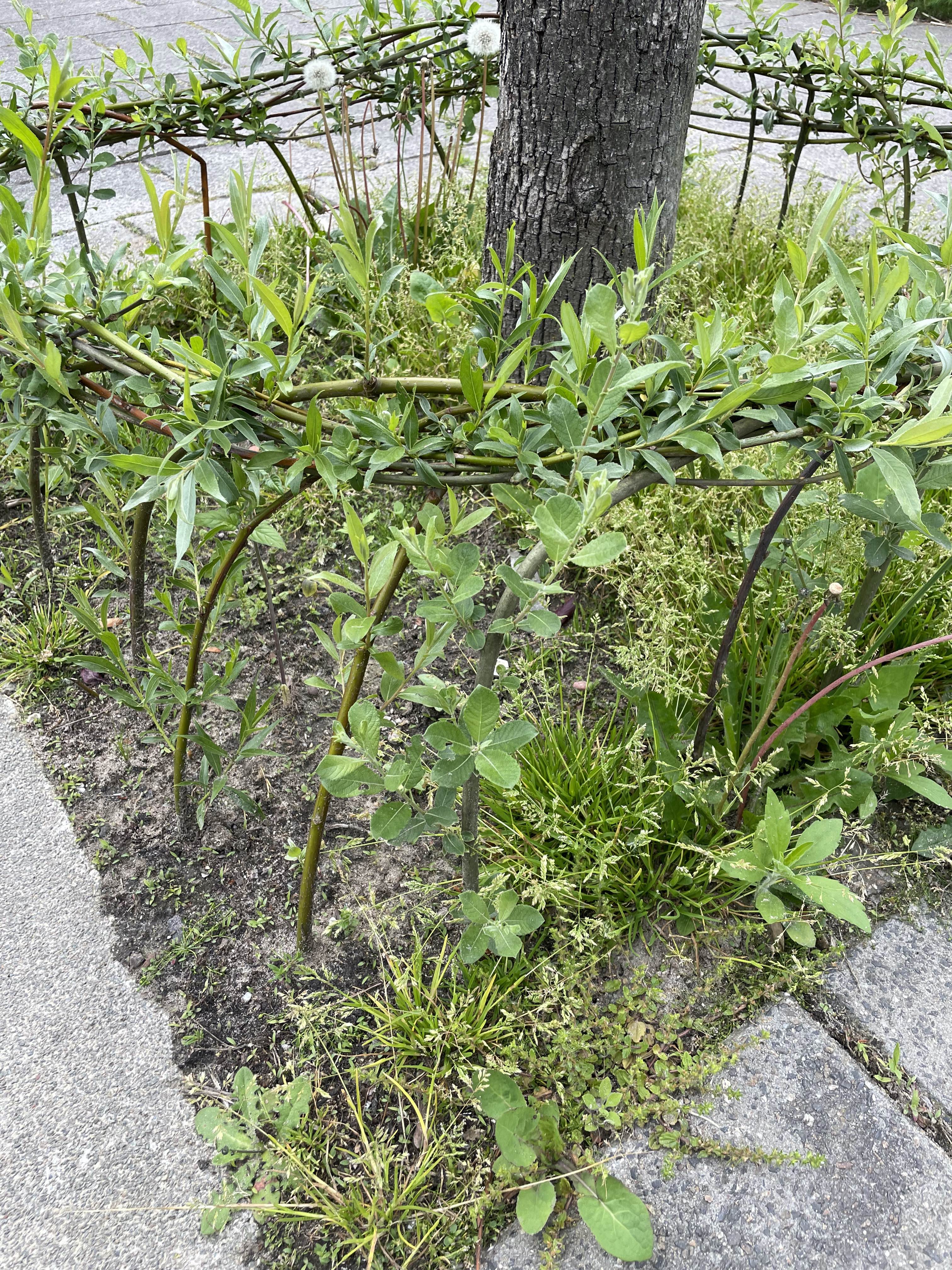 wild basketry